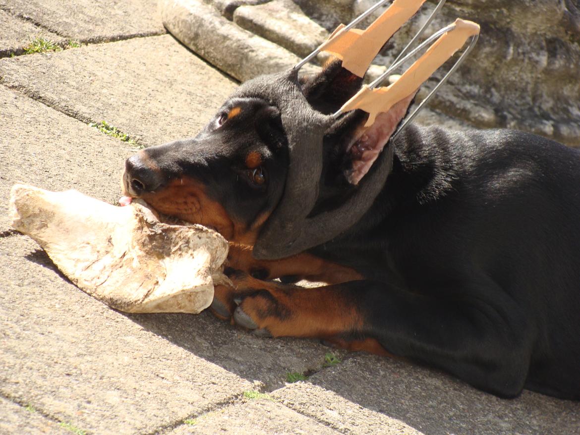 Dobermann Timoteo di Perlanera billede 25