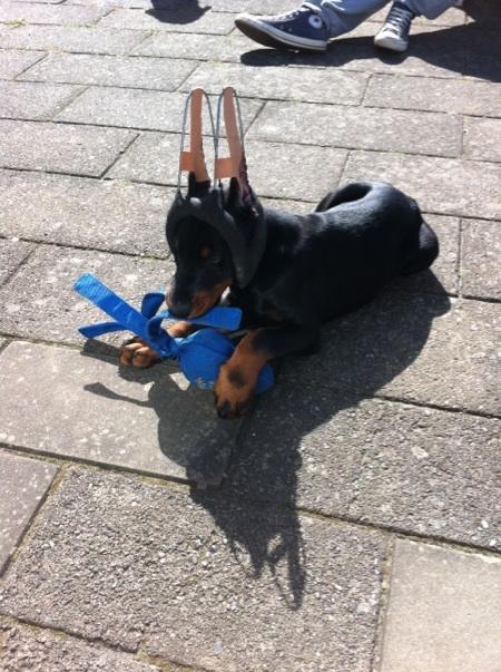 Dobermann Timoteo di Perlanera billede 26