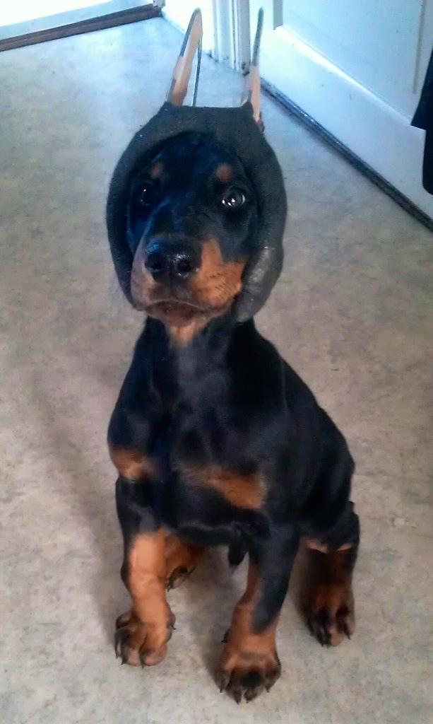 Dobermann Timoteo di Perlanera billede 27