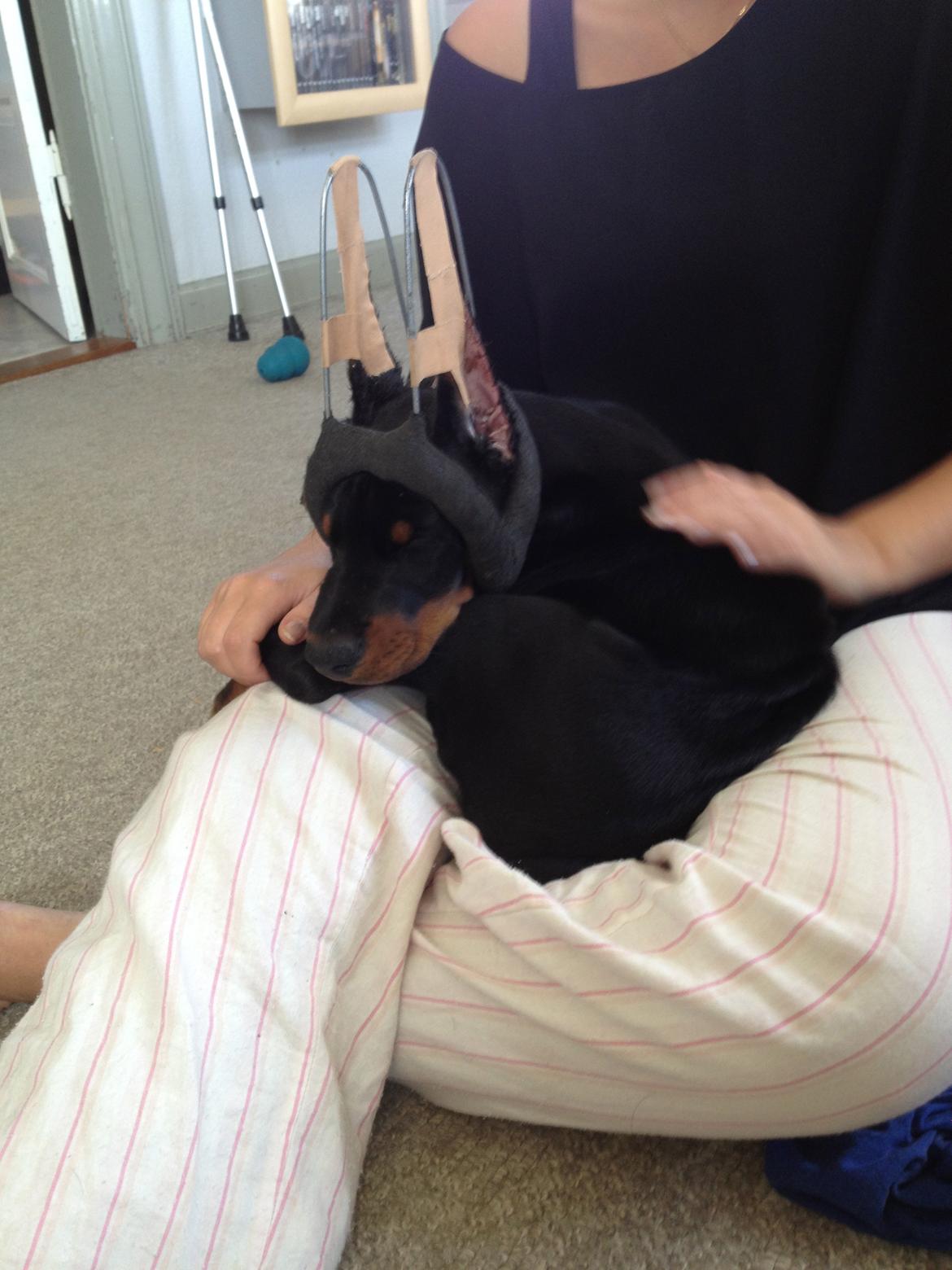 Dobermann Timoteo di Perlanera billede 28