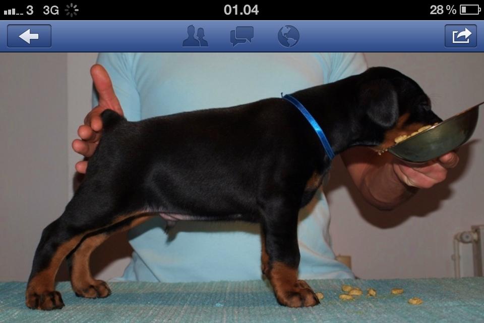 Dobermann Timoteo di Perlanera billede 29