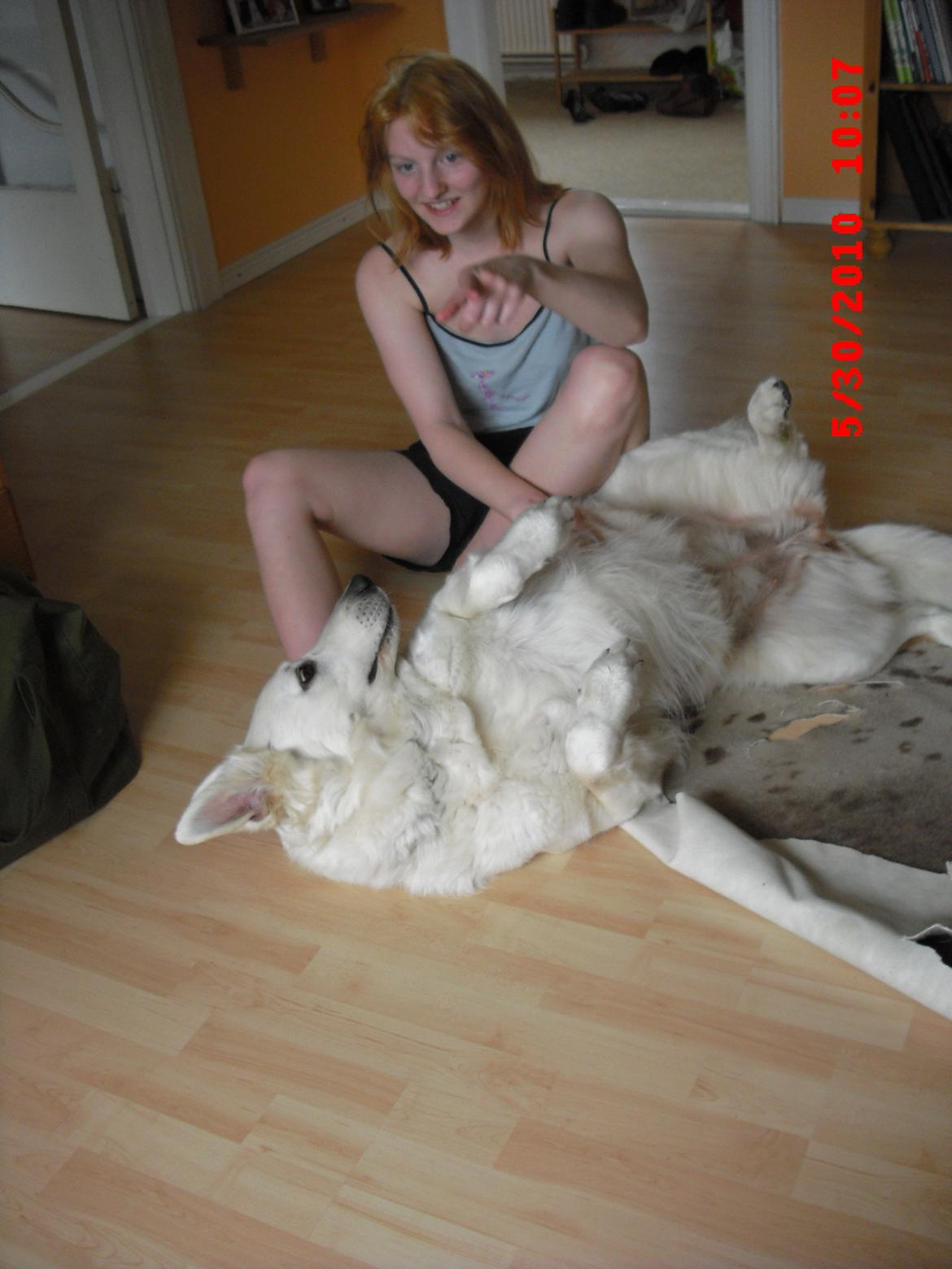 Hvid schæfer Aurora snowgirl vom Smidstrup billede 3