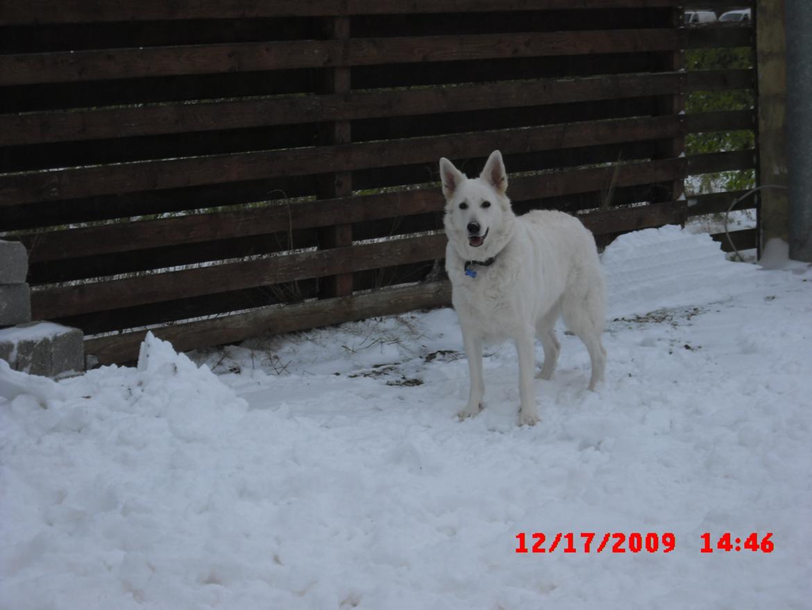 Hvid schæfer Aurora snowgirl vom Smidstrup billede 5