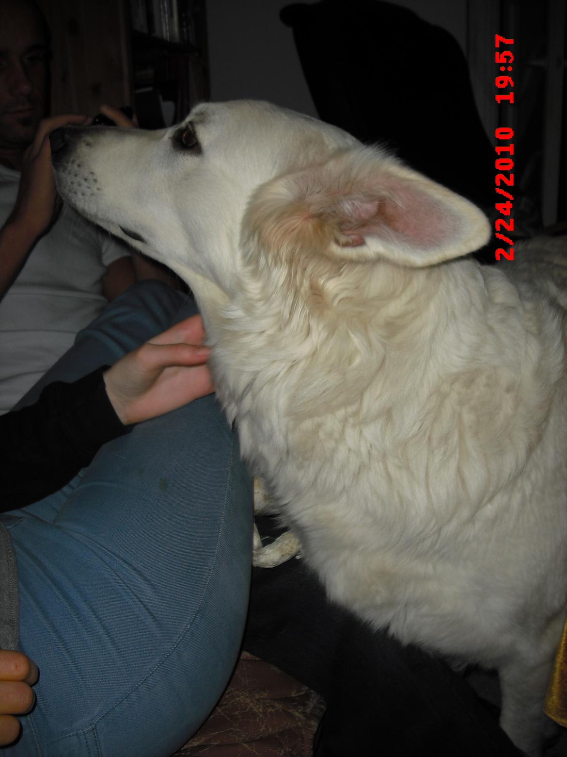 Hvid schæfer Aurora snowgirl vom Smidstrup billede 6