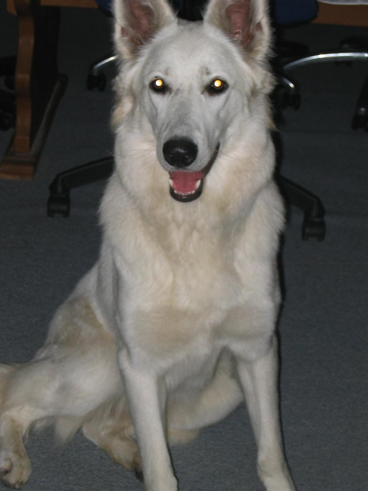 Hvid schæfer Aurora snowgirl vom Smidstrup billede 9