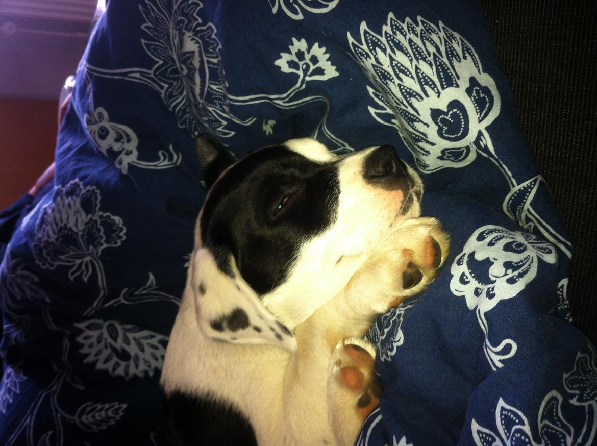 Blanding af racer Anton billede 6