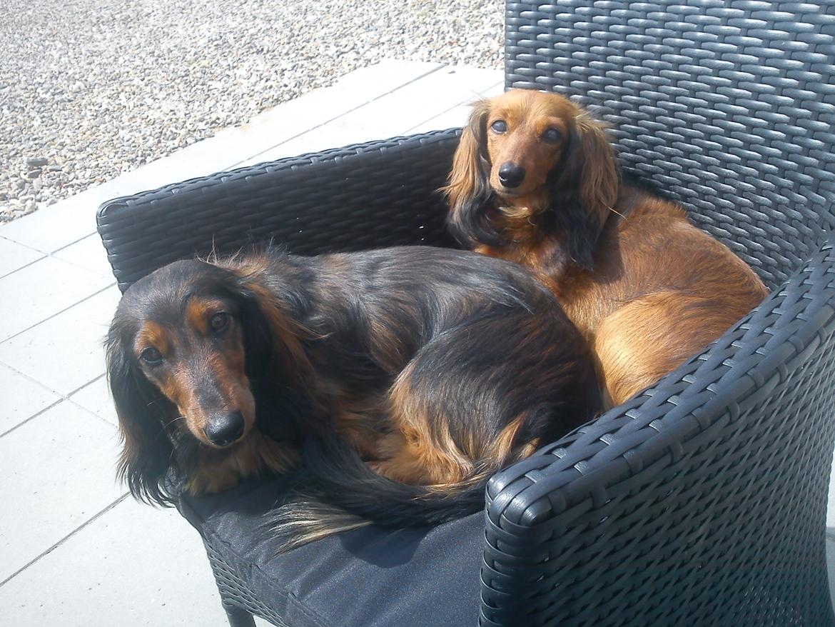 Dværggravhund Lady - bamse og lady 
det er en af hendes hvalpe billede 13