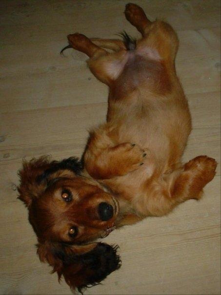 Dværggravhund Lady billede 14