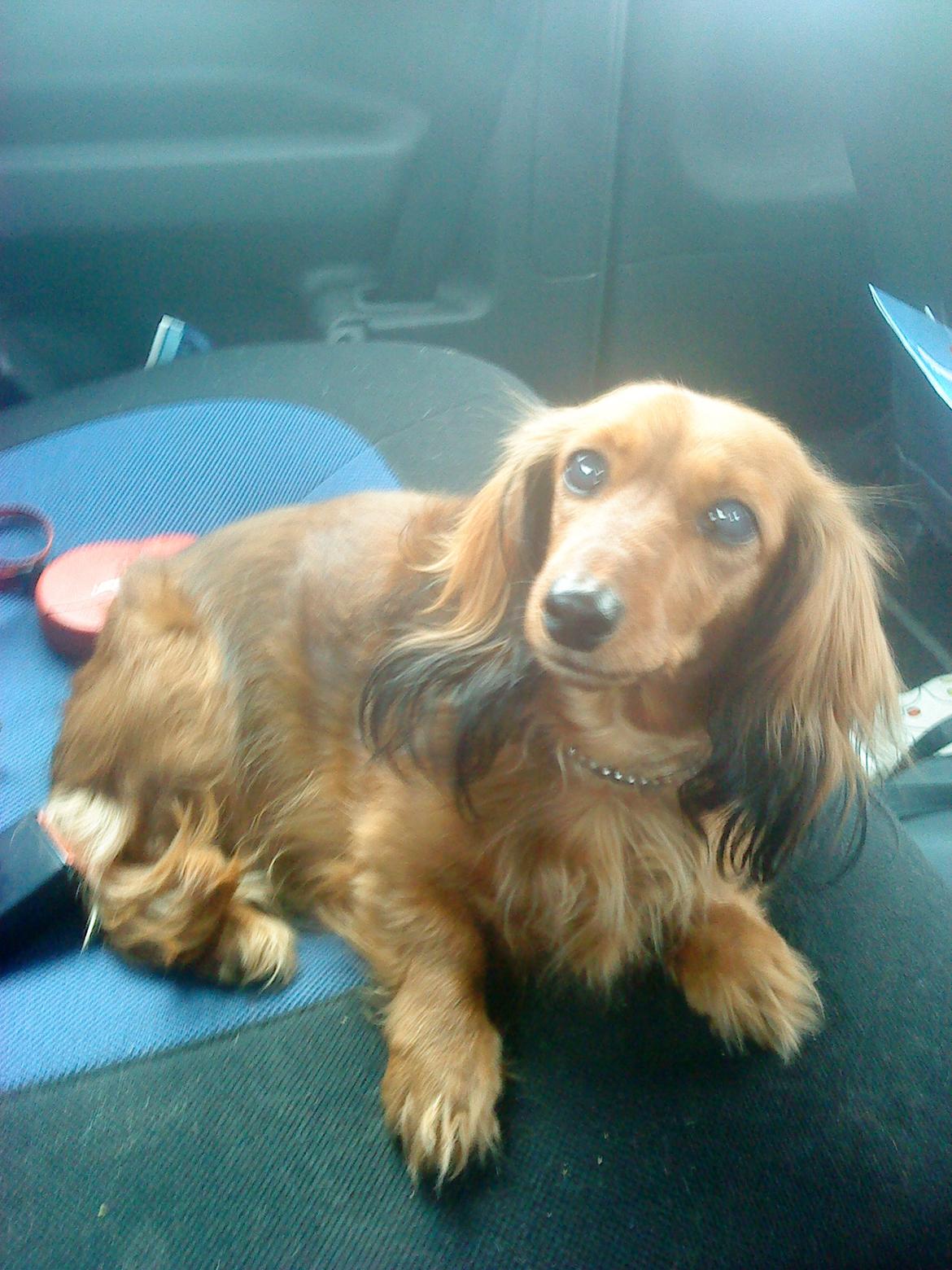 Dværggravhund Lady billede 15