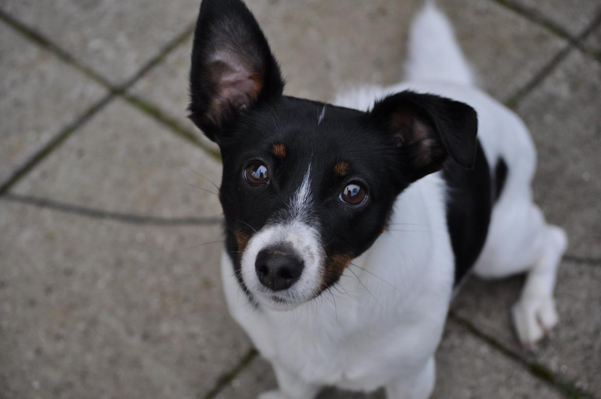 Jack russell terrier Oliver billede 1