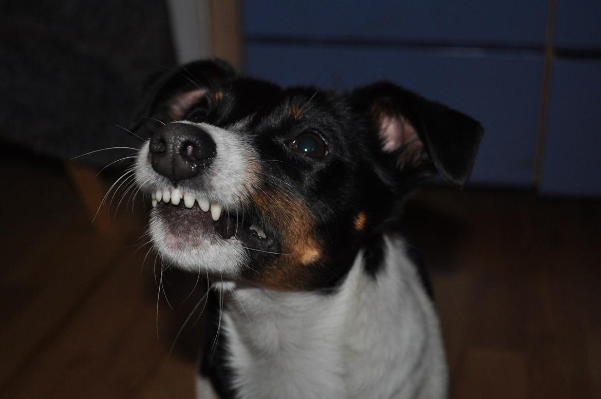 Jack russell terrier Oliver billede 2