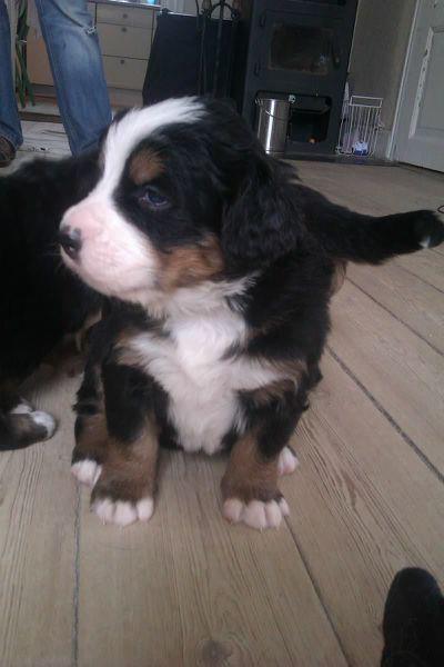 Berner sennenhund Cleo - Cleo 6 uger billede 2