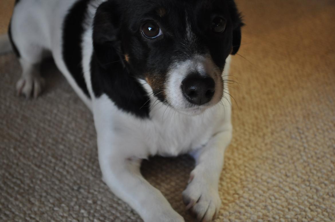 Jack russell terrier Oliver billede 3