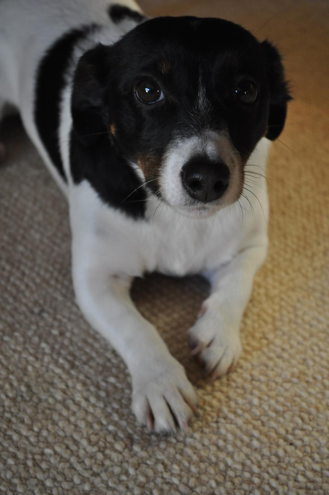 Jack russell terrier Oliver billede 4