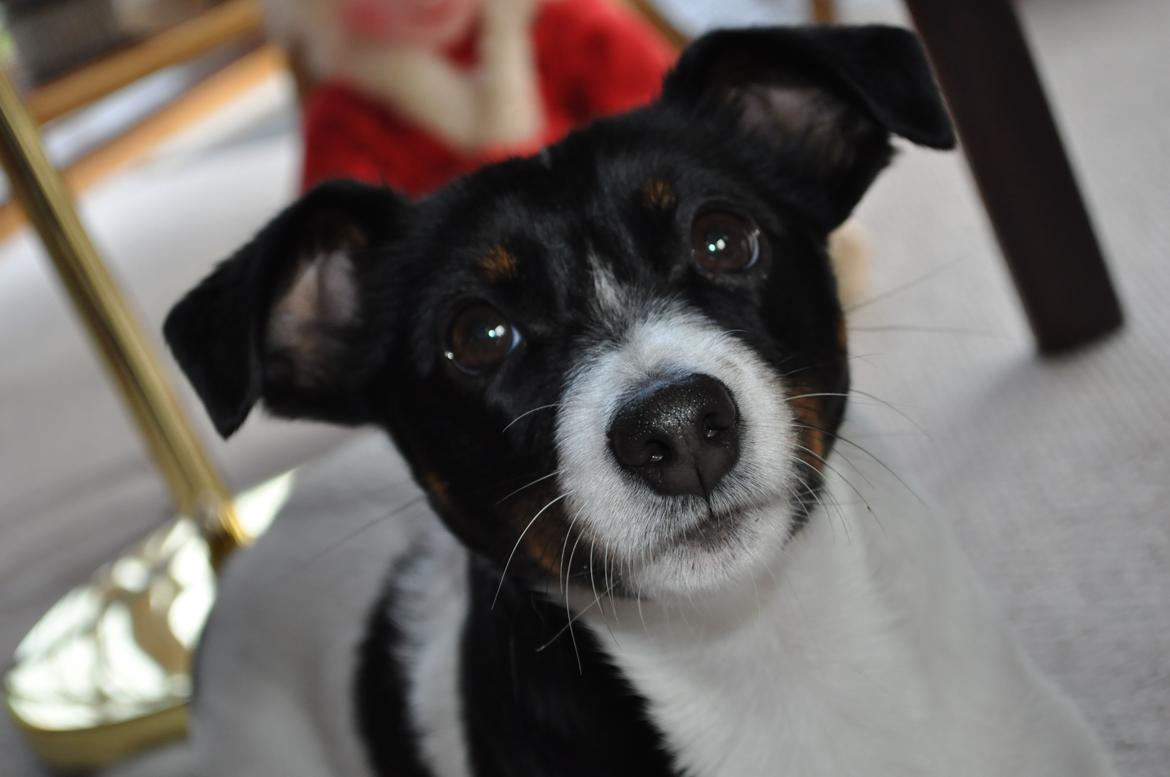 Jack russell terrier Oliver billede 5