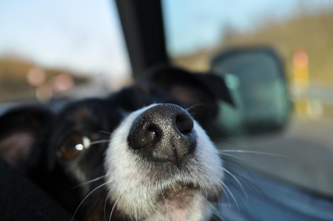 Jack russell terrier Oliver billede 6