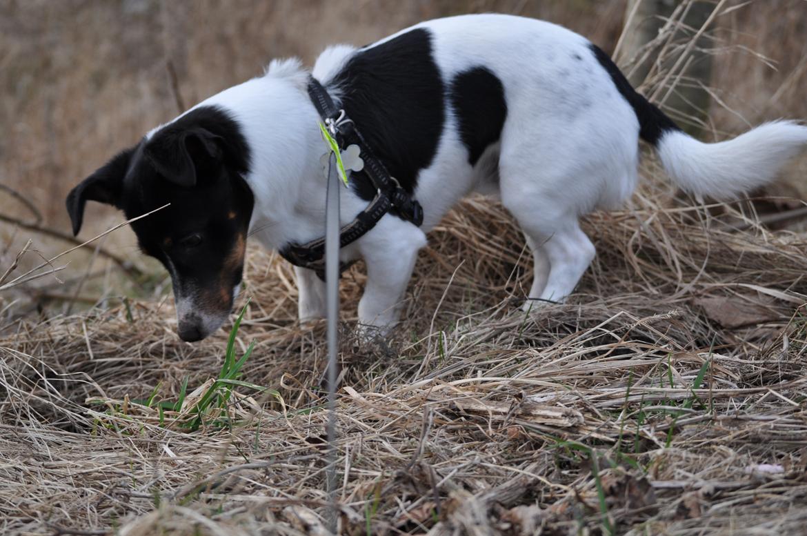 Jack russell terrier Oliver billede 7