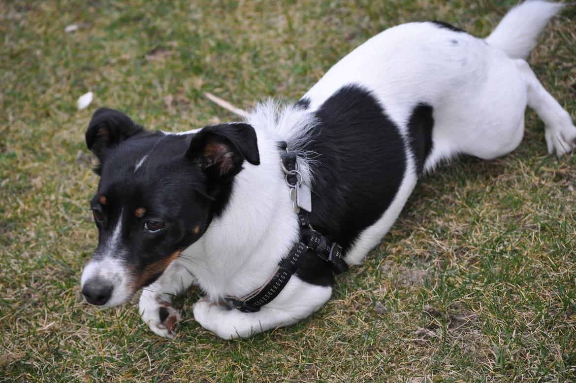 Jack russell terrier Oliver billede 8