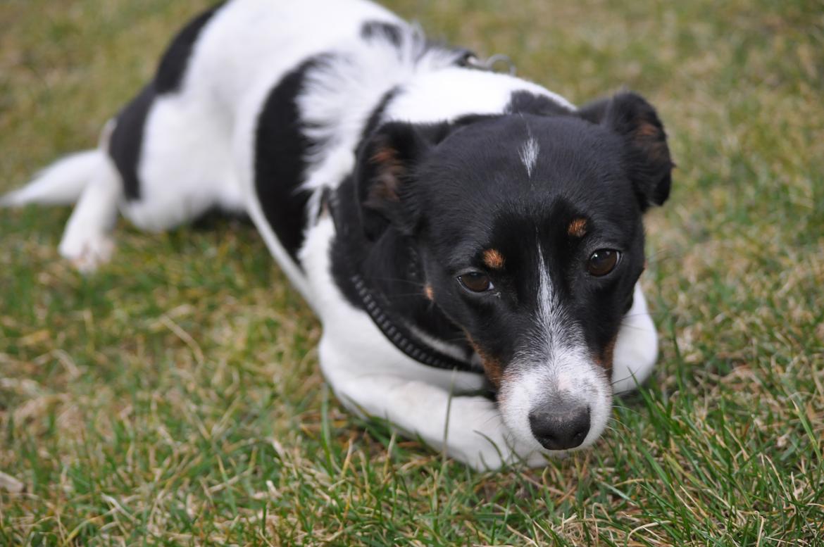 Jack russell terrier Oliver billede 9