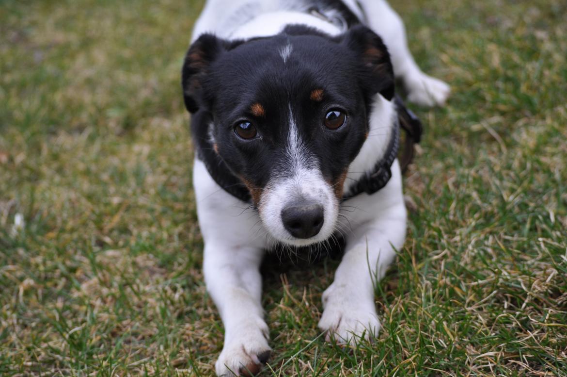 Jack russell terrier Oliver billede 10