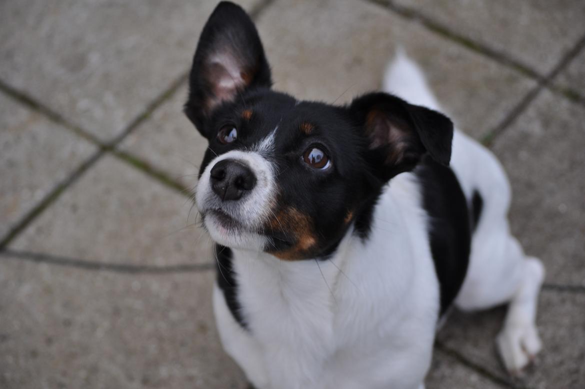 Jack russell terrier Oliver billede 11