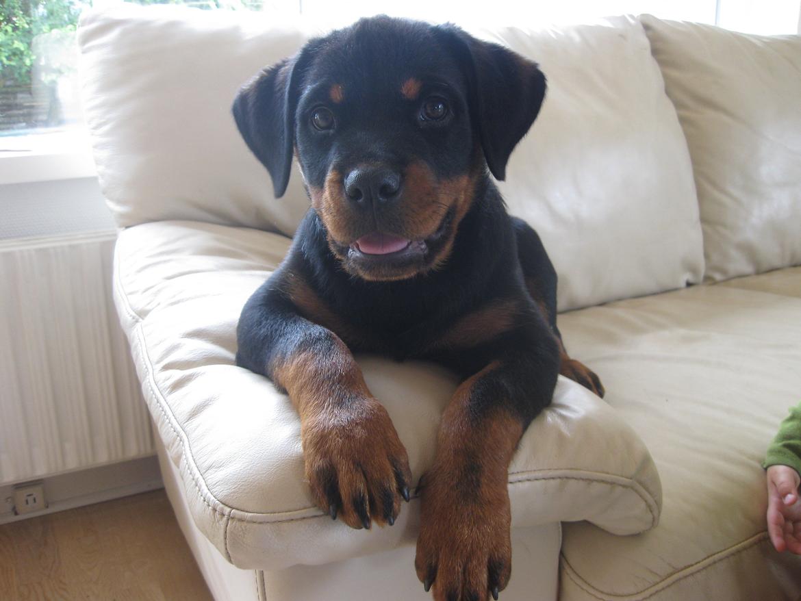 Rottweiler Fenya billede 1