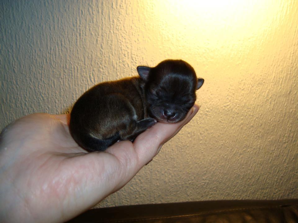 Chihuahua Siff (Solgt) - Siff, 3 dage gammel... <3 billede 3