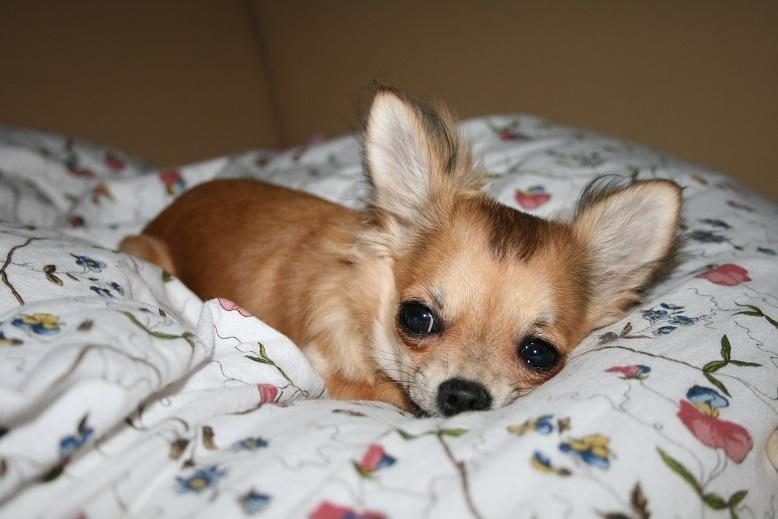 Chihuahua Siff (Solgt) - Siff, 6 mdr. På ferie hos hundemor og hundefar... <3 billede 4