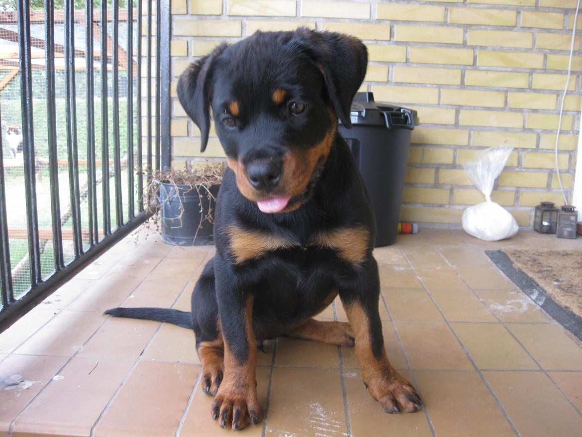 Rottweiler Fenya billede 2