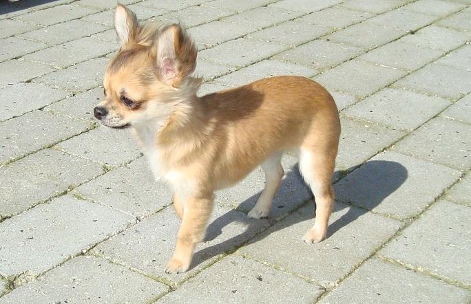 Chihuahua Siff (Solgt) - Siff, 6 mdr. på hjemmebane... <3 billede 5