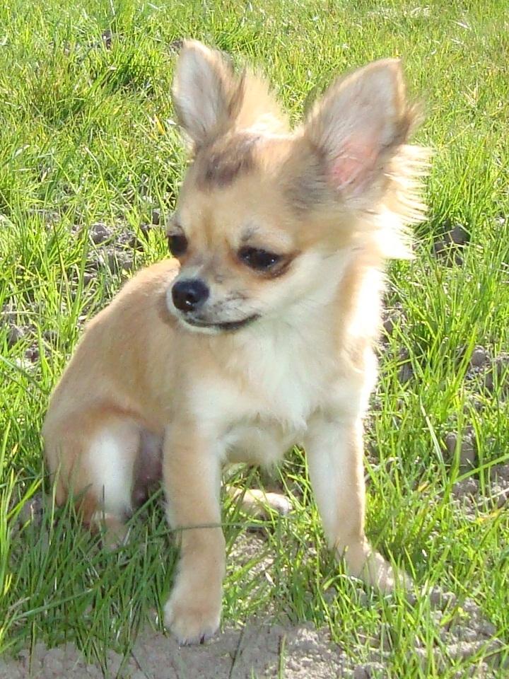 Chihuahua Siff (Solgt) - Siff, 6 mdr. på hjemmebane. Hygge i haven... <3 billede 6
