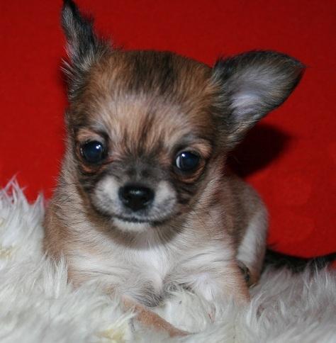 Chihuahua Siff (Solgt) - Siff, 7 uger... <3 billede 7