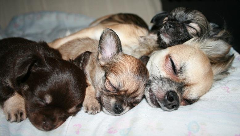 Chihuahua Siff (Solgt) - Der hygges med hundemor og søskende... 6 uger... <3 (Fra venstre: Luna, Siff, Hundemor Chiva og Magnum) billede 8