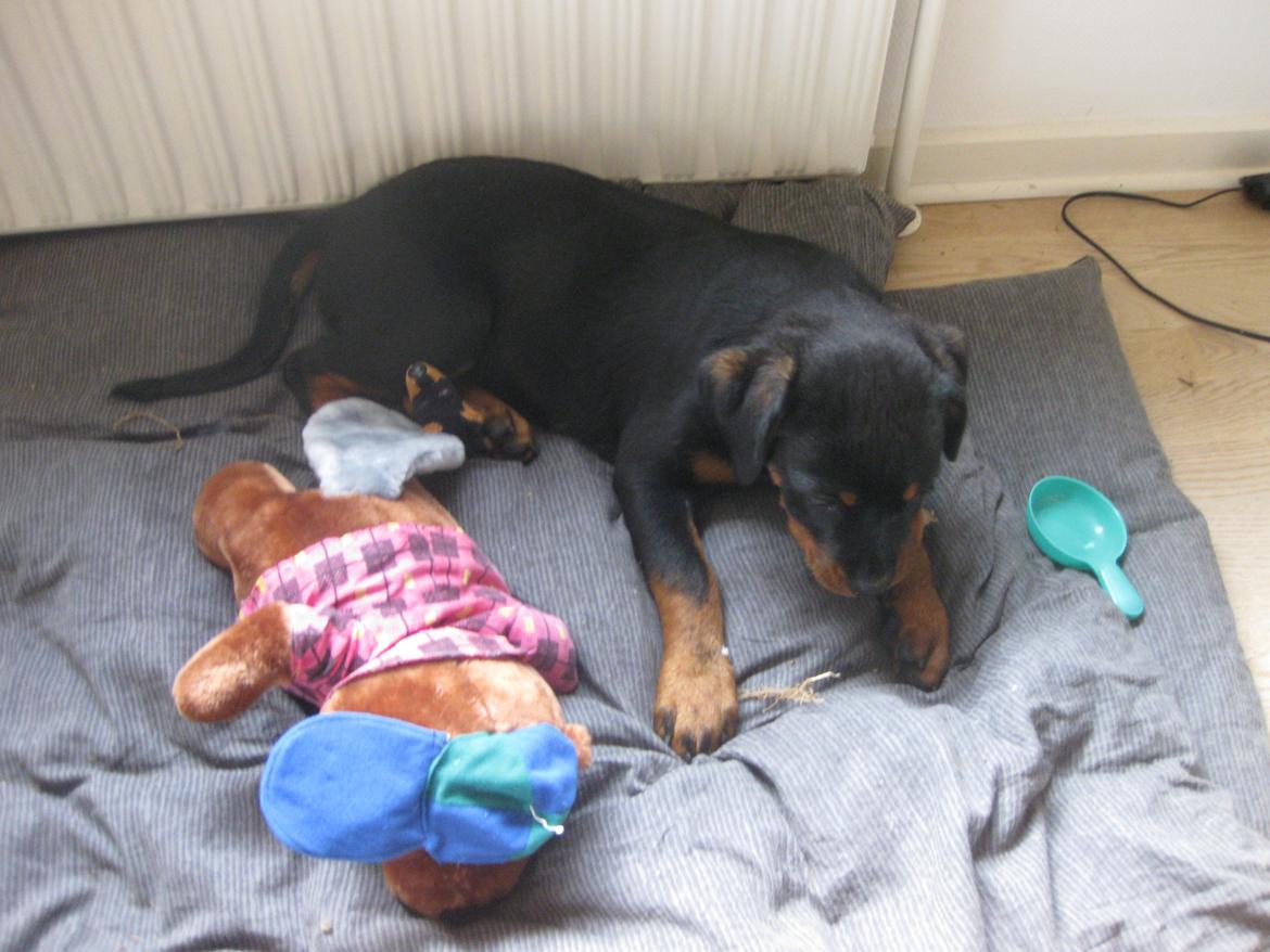 Rottweiler Fenya billede 3