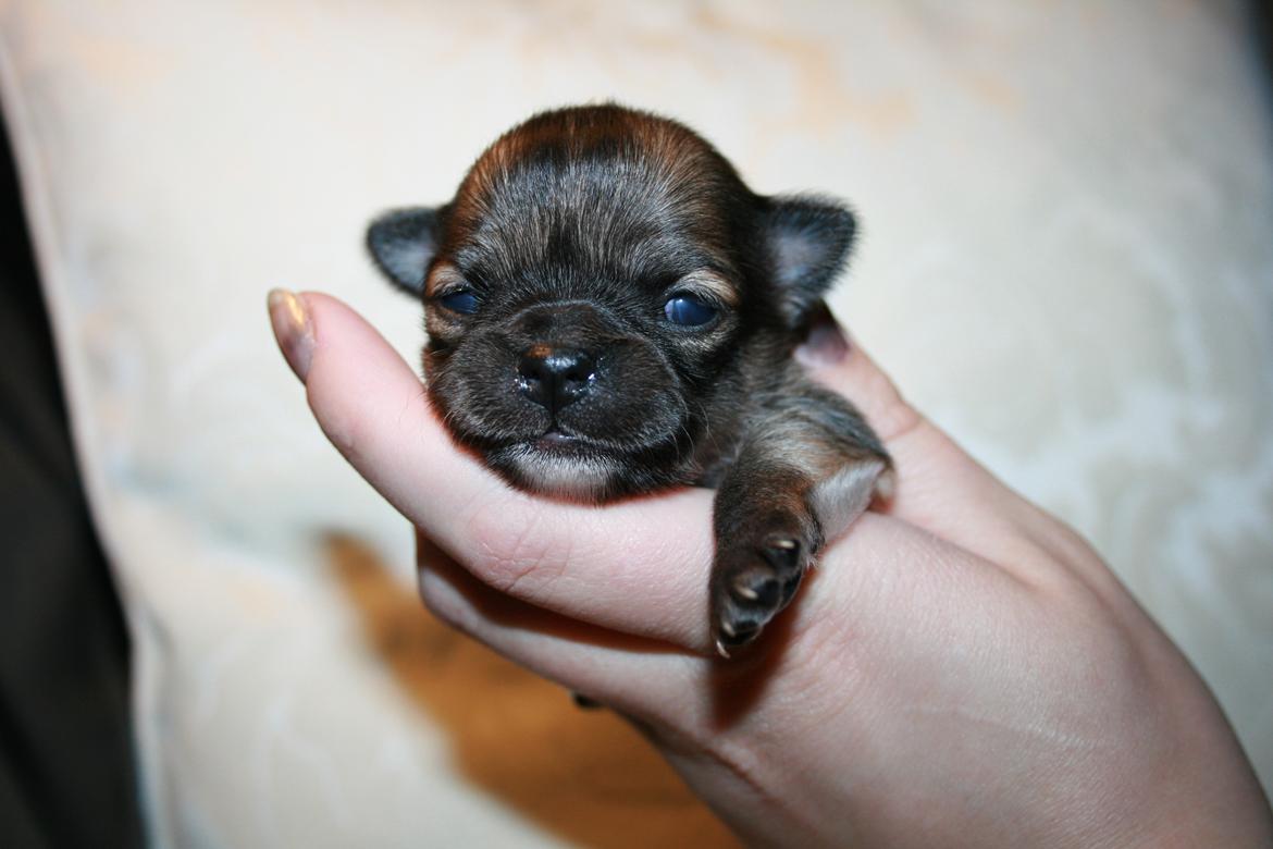Chihuahua Siff (Solgt) - Siff, 12 dage gammel... <3 billede 9