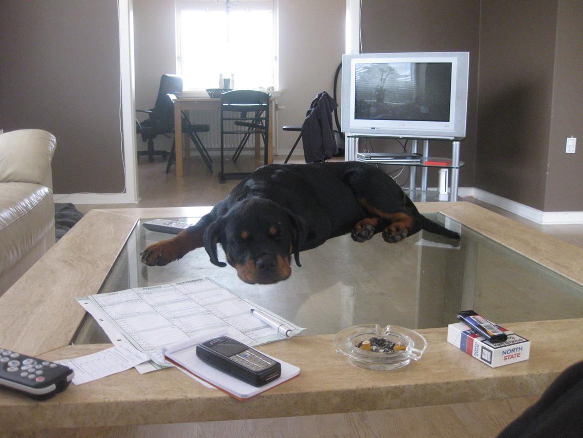 Rottweiler Fenya billede 4