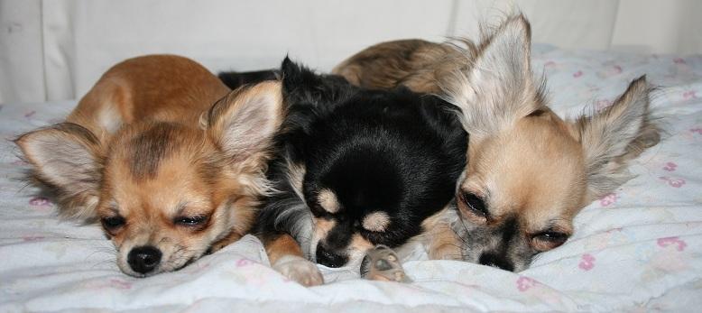 Chihuahua Siff (Solgt) - Siff, 6 mdr. på ferie hos Hundemor og hundefar. Fra venstre: Siff, 'Lillemand' (Tass) og Chiva... <3 billede 10