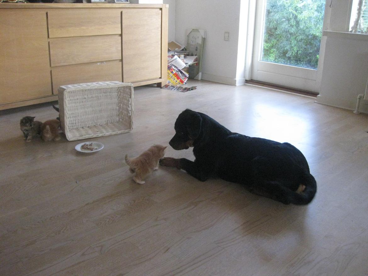 Rottweiler Fenya billede 5