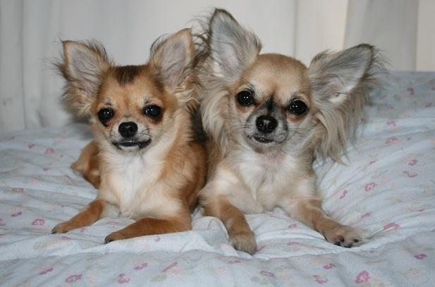 Chihuahua Siff (Solgt) - Siff, 6 mdr. sammen med sin hundemor Chiva... <3 billede 11