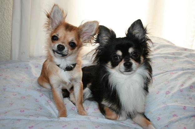 Chihuahua Siff (Solgt) - Siff, 6 mdr., sammen med sin hundefar 'Lillemand' (Tass)... <3 billede 12