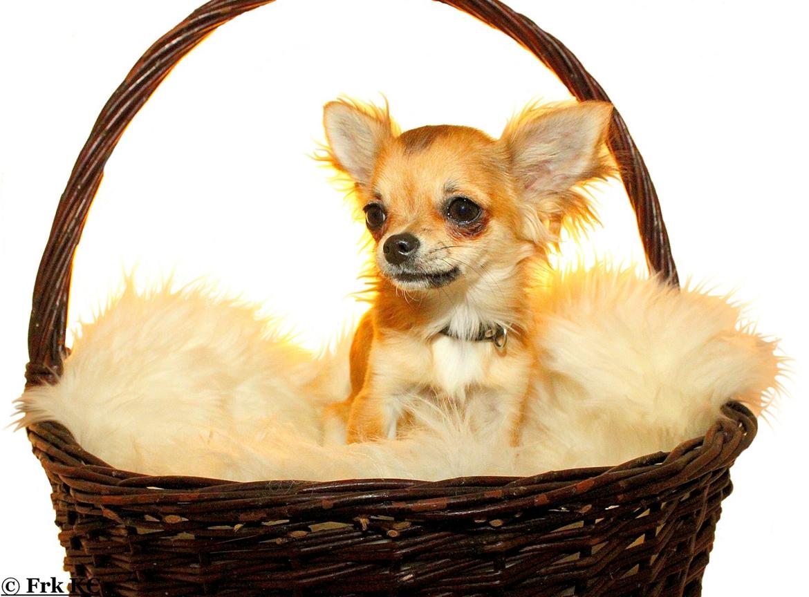 Chihuahua Siff (Solgt) - Siff, 6 mdr. Foto: Frk. KC. :-) billede 13