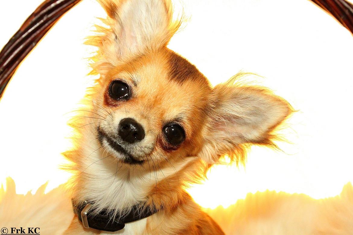 Chihuahua Siff (Solgt) - Siff, 6 mdr. Foto: Frk. KC. :-) billede 2