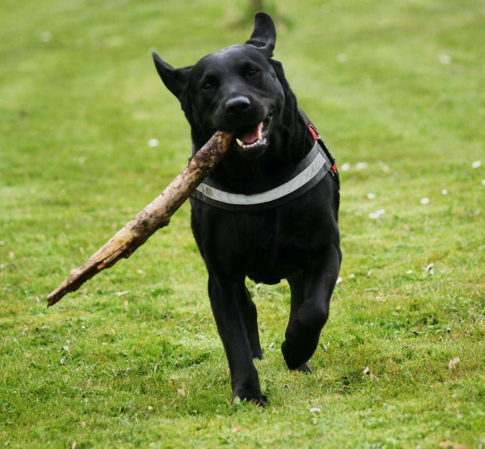 Labrador retriever Nynne ;-) billede 11