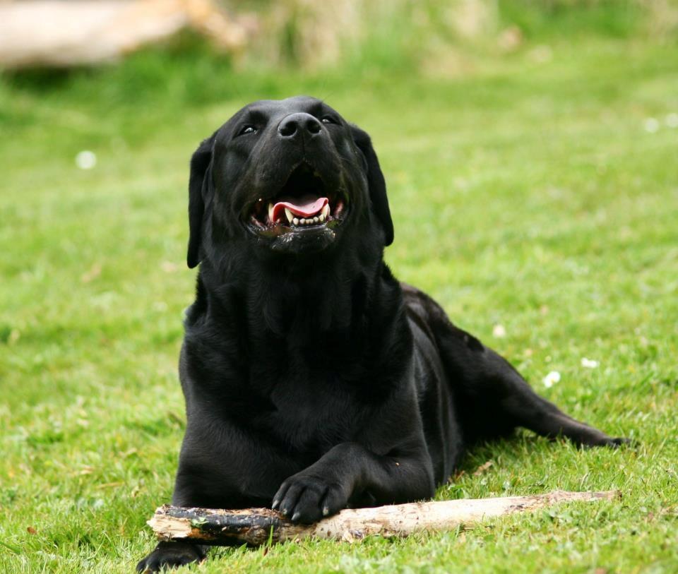 Labrador retriever Nynne ;-) billede 12