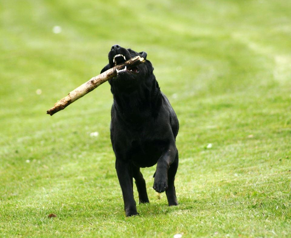 Labrador retriever Nynne ;-) billede 13