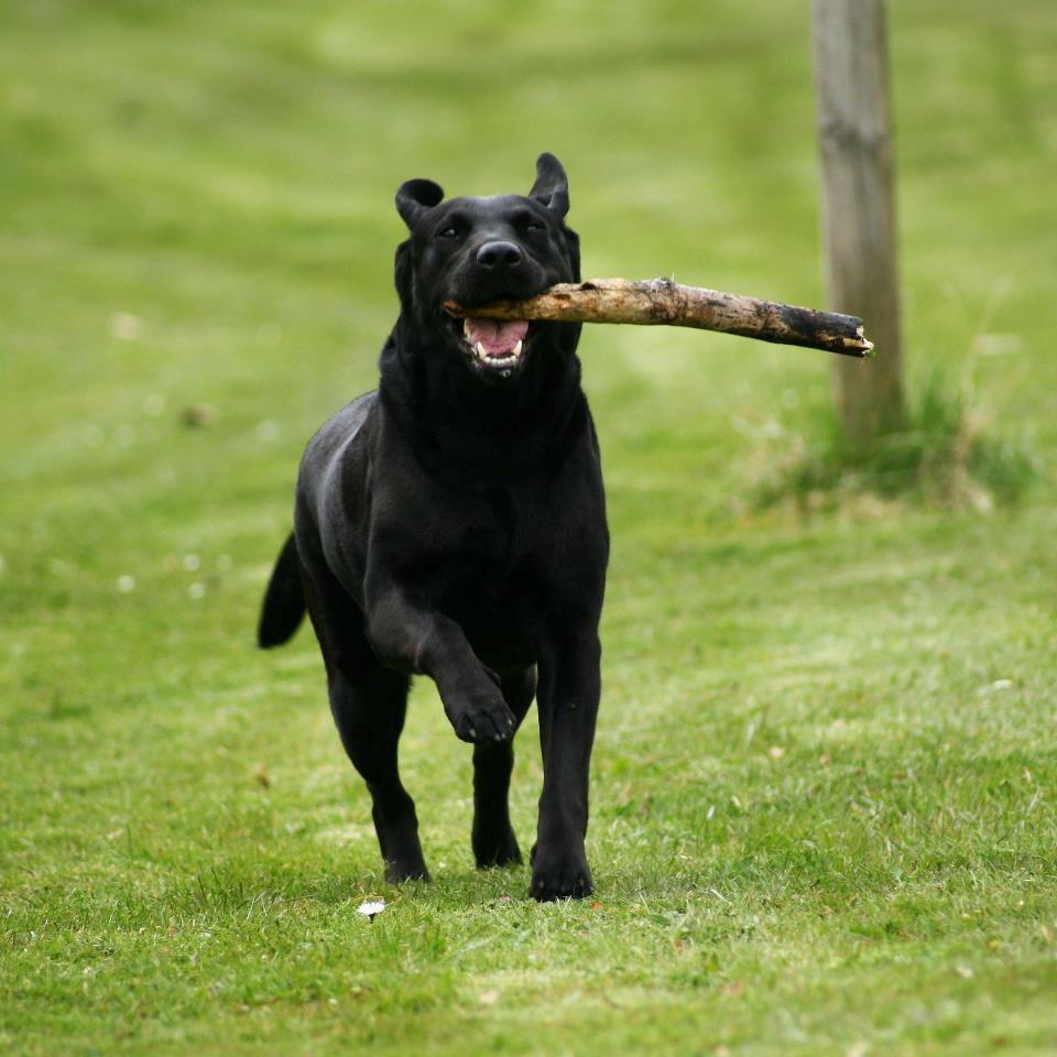 Labrador retriever Nynne ;-) billede 14