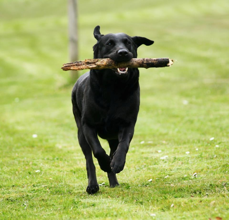 Labrador retriever Nynne ;-) billede 15
