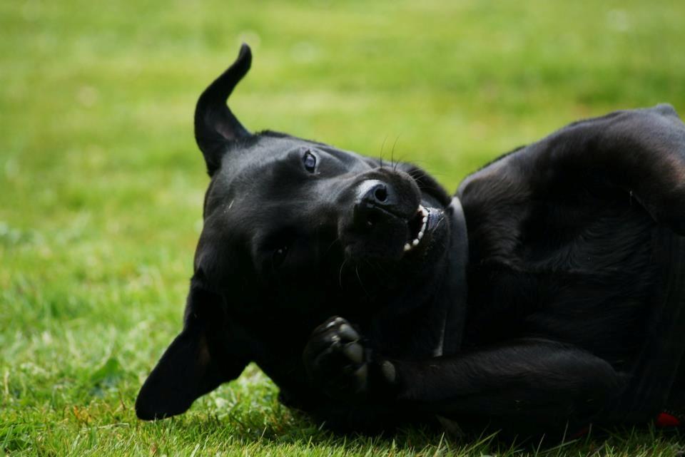 Labrador retriever Nynne ;-) billede 16