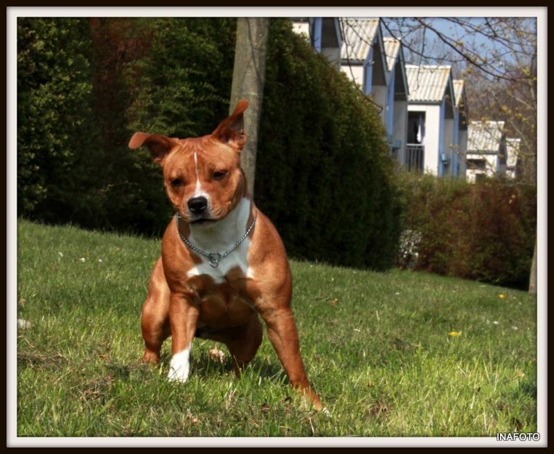 Staffordshire bull terrier Inez  billede 19