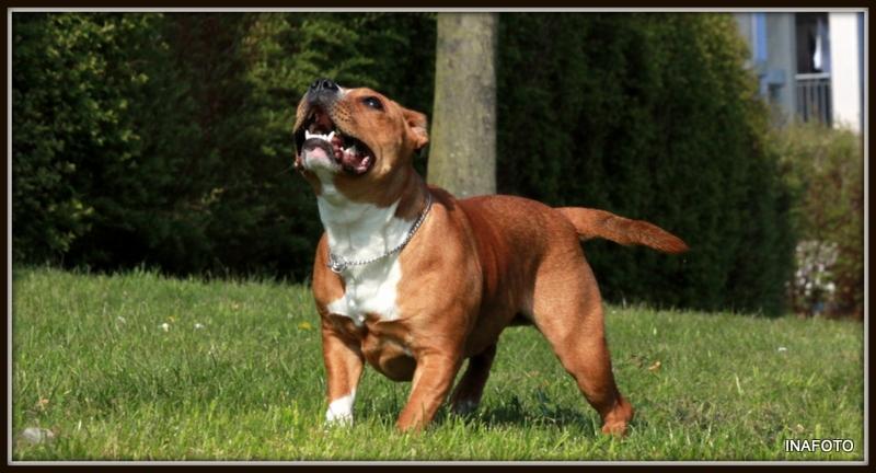 Staffordshire bull terrier Inez  billede 2